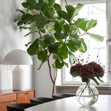 Ladda upp bild till gallerivisning, Atollo Opal