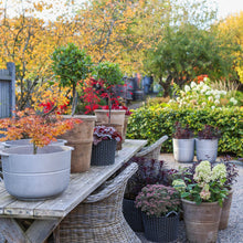 Ladda upp bild till gallerivisning, Linea nr 1 kruka