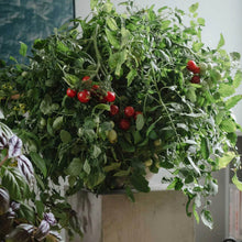 Ladda upp bild till gallerivisning, New Botanic - Window Deco Collection