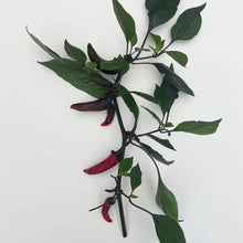 Ladda upp bild till gallerivisning, New Botanic - Window Deco Collection