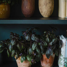 Ladda upp bild till gallerivisning, New Botanic - Window Deco Collection