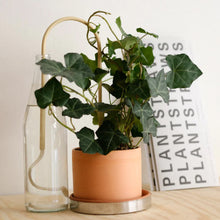 Ladda upp bild till gallerivisning, Plantstraws Växtvattnare