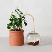 Ladda upp bild till gallerivisning, Plantstraws Växtvattnare