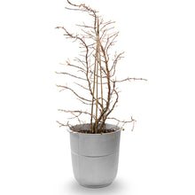 Ladda upp bild till gallerivisning, Linea nr 1 kruka
