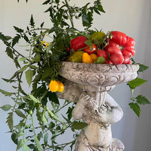 Ladda upp bild till gallerivisning, New Botanic - Tomato Tasting Collection
