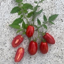 Ladda upp bild till gallerivisning, New Botanic - Tomato Tasting Collection
