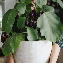 Ladda upp bild till gallerivisning, New Botanic - Window Deco Collection
