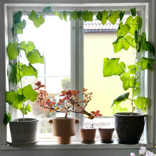 Ladda upp bild till gallerivisning, New Botanic - Window Deco Collection
