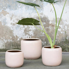 Ladda upp bild till gallerivisning, Flower Pot Pink
